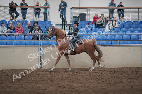 2019 Morgan Horse Show - Aug 31, 2019 - 20656