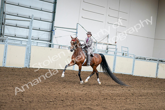 2020 - AB Morgan Horse - Sat, Sept 05 - 12073