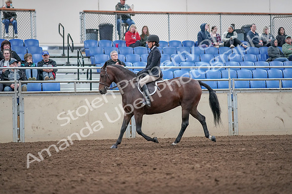 2019 Morgan Horse Show - Aug 31, 2019 - 19429