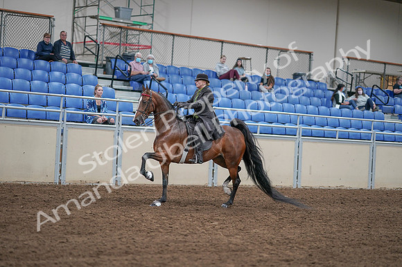 2020 - AB Morgan Horse - Fri, Sept 04 - 09537
