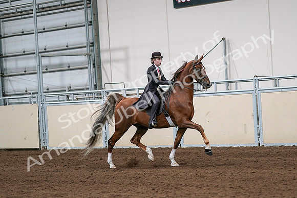 2020 - AB Morgan Horse - Sat, Sept 05 - 06436