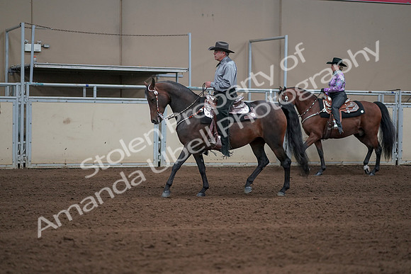 2019 Morgan Horse Show - Sept 01, 2019 - 06846