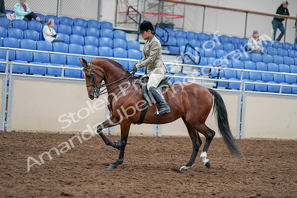 2020 - AB Morgan Horse - Sat, Sept 05 - 14372