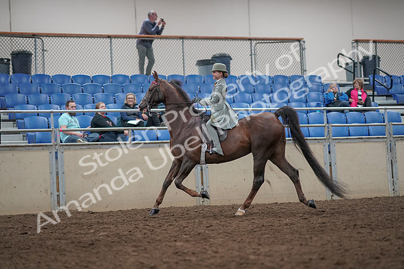 2019 Morgan Horse Show - Aug 31, 2019 - 07662