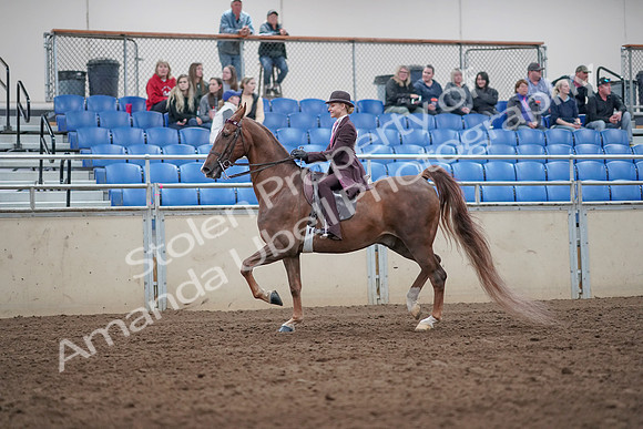 2019 Morgan Horse Show - Aug 31, 2019 - 20402