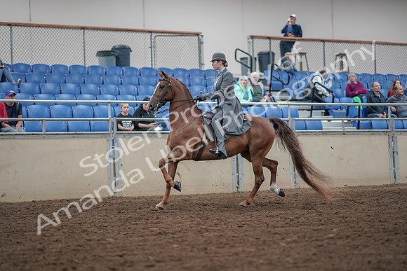 2019 Morgan Horse Show - Aug 30, 2019 - 15350