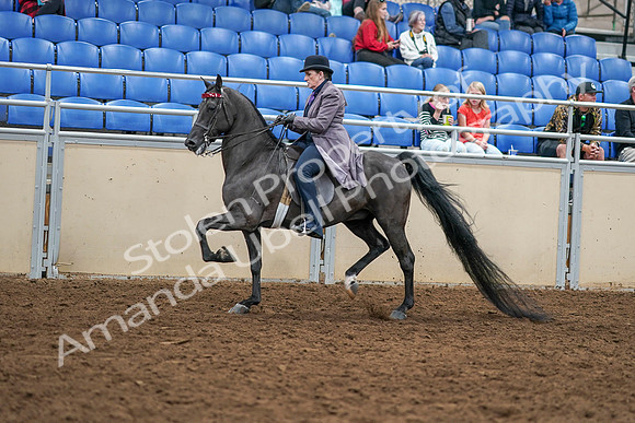 2020 - AB Morgan Horse - Sat, Sept 05 - 13755