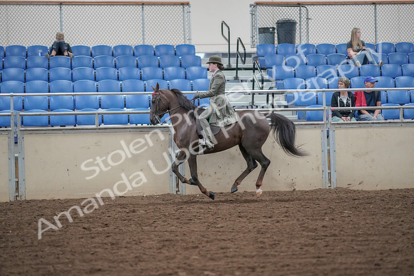 2019 Morgan Horse Show - Aug 30, 2019 - 15603