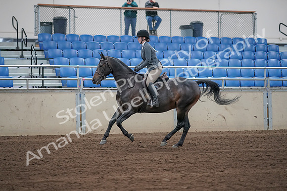 2019 Morgan Horse Show - Sept 01, 2019 - 10992_1