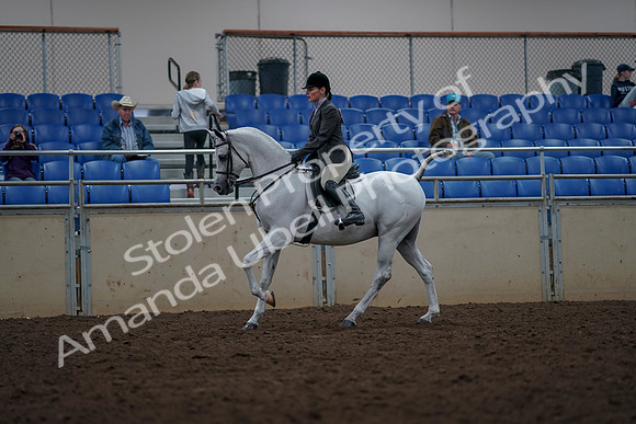 2019 Morgan Horse Show - Aug 31, 2019 - 15015