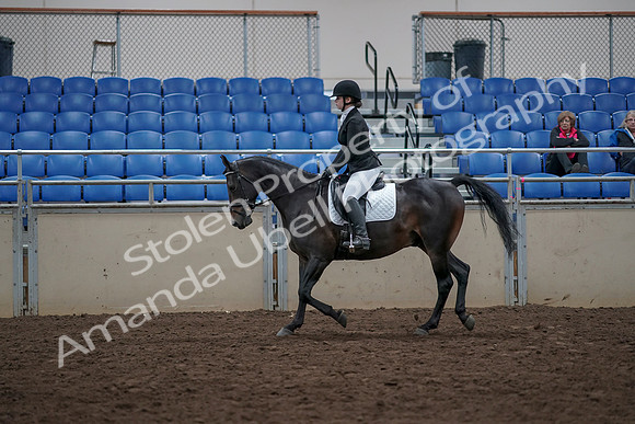 2019 Morgan Horse Show - Aug 31, 2019 - 16503