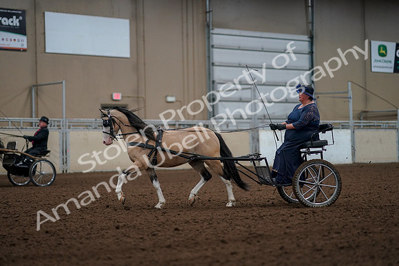 2019 Morgan Horse Show - Aug 30, 2019 - 13254