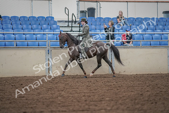 2019 Morgan Horse Show - Aug 30, 2019 - 15322