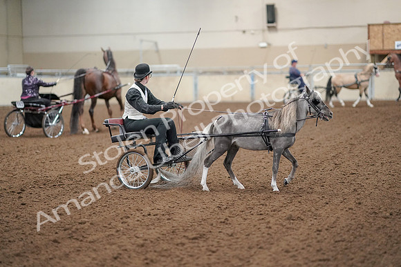 2019 Morgan Horse Show - Aug 30, 2019 - 13338