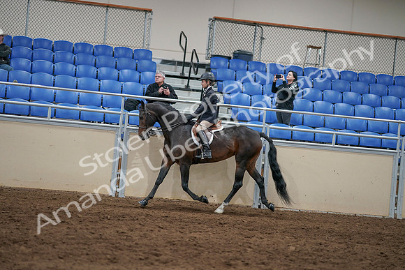 2020 - AB Morgan Horse - Sun, Sept 06 - 07871
