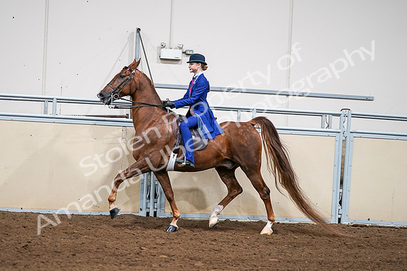 2020 - AB Morgan Horse - Fri, Sept 04 - 04977