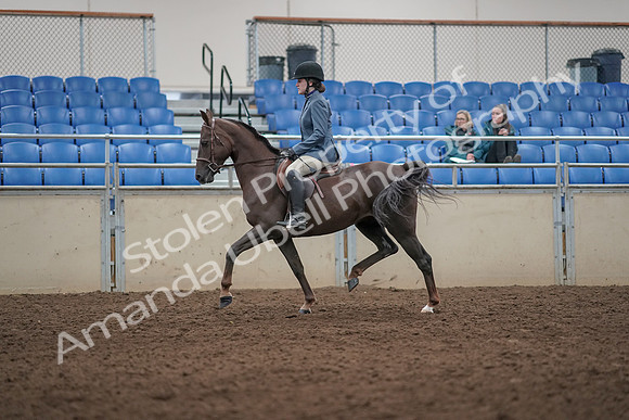 2019 Morgan Horse Show - Aug 31, 2019 - 07290