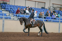 2020 - AB Morgan Horse - Sun, Sept 06 - 00890