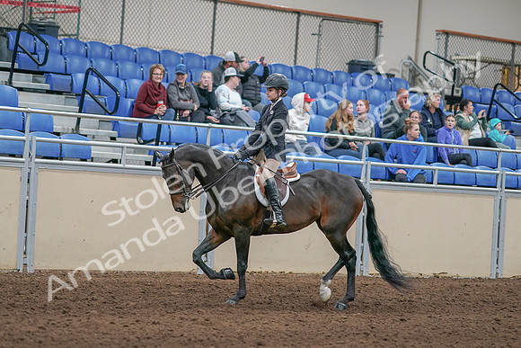 2020 - AB Morgan Horse - Sun, Sept 06 - 00890