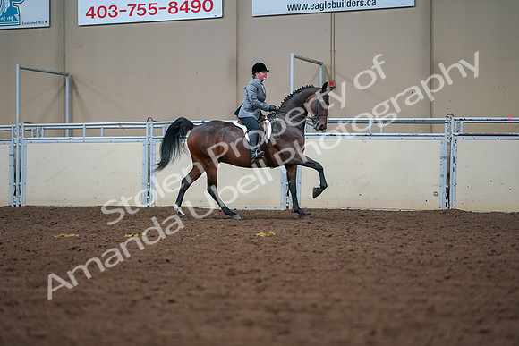 2019 Morgan Horse Show - Aug 30, 2019 - 21010
