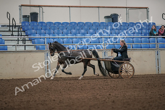2019 Morgan Horse Show - Aug 31, 2019 - 04304