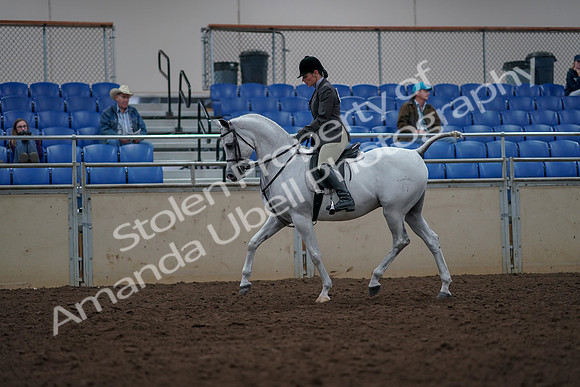 2019 Morgan Horse Show - Aug 31, 2019 - 14897