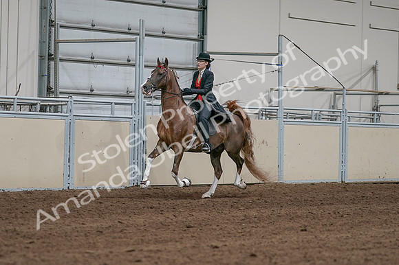 2020 - AB Morgan Horse - Fri, Sept 04 - 09707