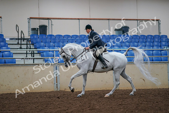 2019 Morgan Horse Show - Aug 30, 2019 - 17499