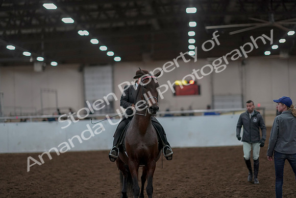 2019 Morgan Horse Show - Aug 30, 2019 - 28274