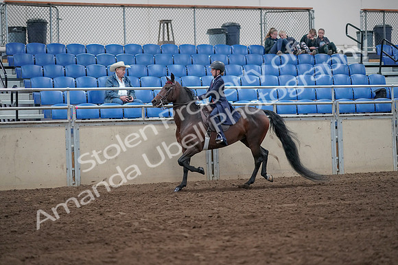 2019 Morgan Horse Show - Sept 01, 2019 - 12739