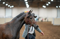 2020 - AB Morgan Horse - Sat, Sept 05 - 00730