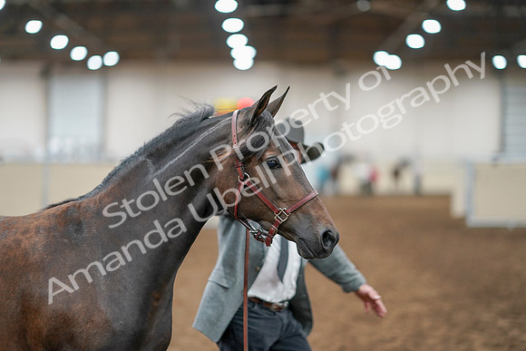 2020 - AB Morgan Horse - Sat, Sept 05 - 00730