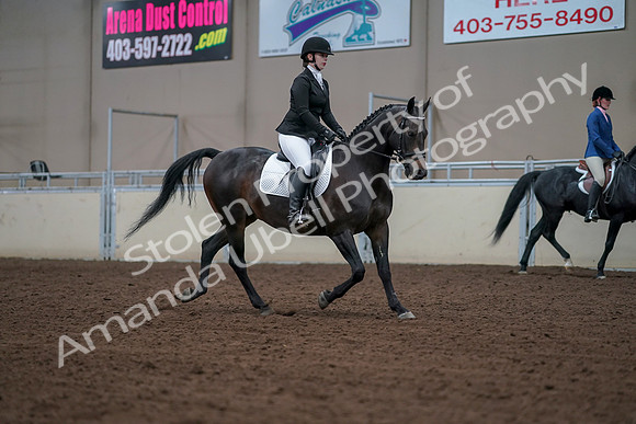 2019 Morgan Horse Show - Aug 30, 2019 - 18473
