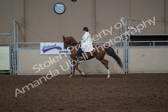 2019 Morgan Horse Show - Aug 31, 2019 - 17916