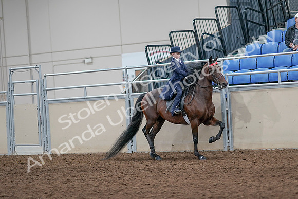 2020 - AB Morgan Horse - Sat, Sept 05 - 04876