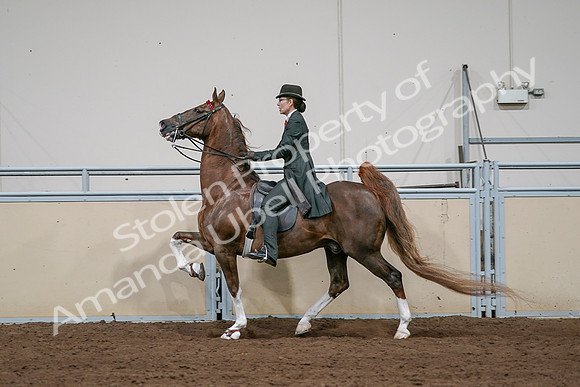 2020 - AB Morgan Horse - Sat, Sept 05 - 13072