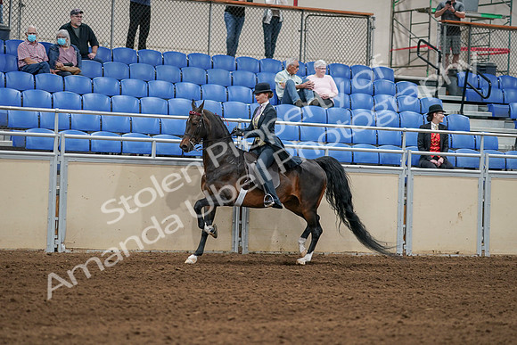 2020 - AB Morgan Horse - Sat, Sept 05 - 06303