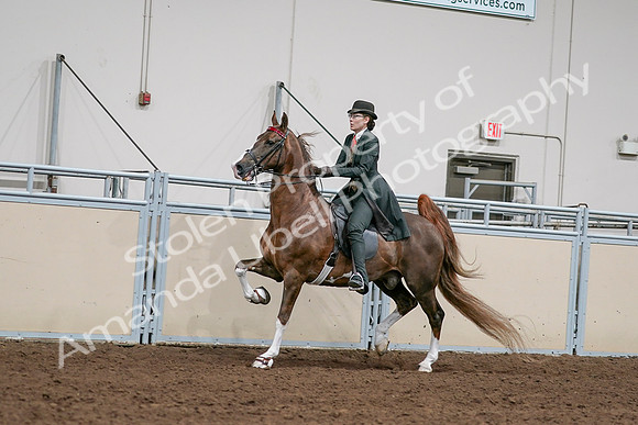 2020 - AB Morgan Horse - Sat, Sept 05 - 13033