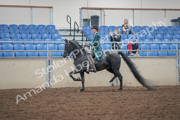 2019 Morgan Horse Show - Aug 30, 2019 - 15339