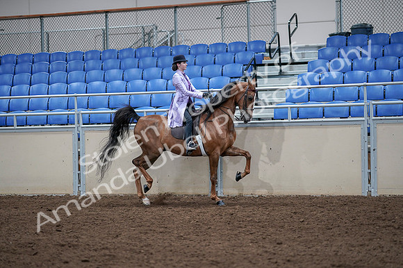 2020 - AB Morgan Horse - Fri, Sept 04 - 05078