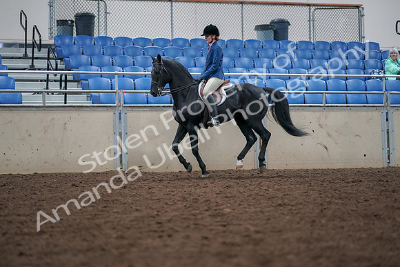 2019 Morgan Horse Show - Aug 30, 2019 - 18447