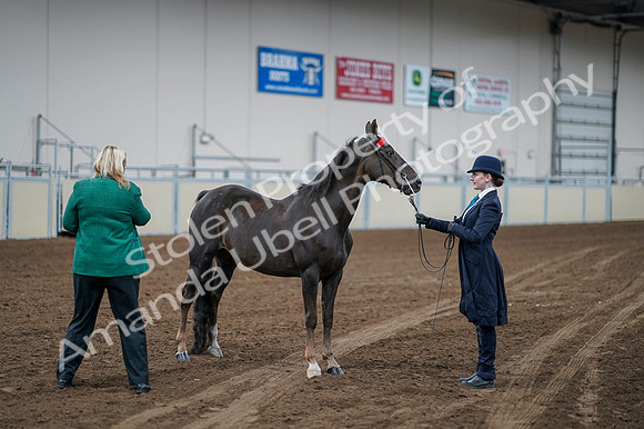 2020 - AB Morgan Horse - Fri, Sept 04 - 00692