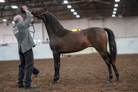 2019 Morgan Horse Show - Aug 31, 2019 - 02850