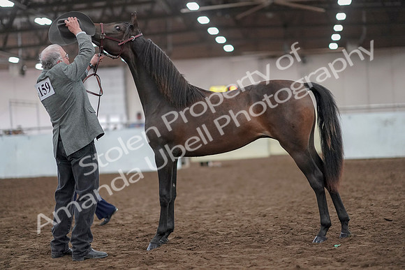 2019 Morgan Horse Show - Aug 31, 2019 - 02850