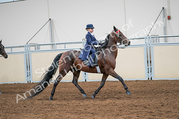 2020 - AB Morgan Horse - Sun, Sept 06 - 08025