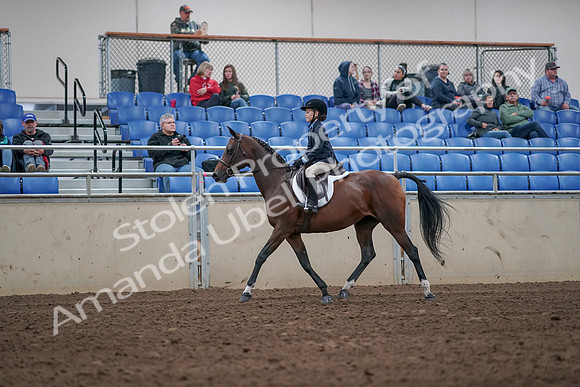 2019 Morgan Horse Show - Aug 31, 2019 - 19437