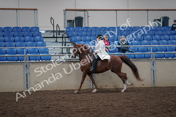 2019 Morgan Horse Show - Aug 31, 2019 - 17897
