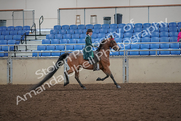2019 Morgan Horse Show - Aug 30, 2019 - 28135