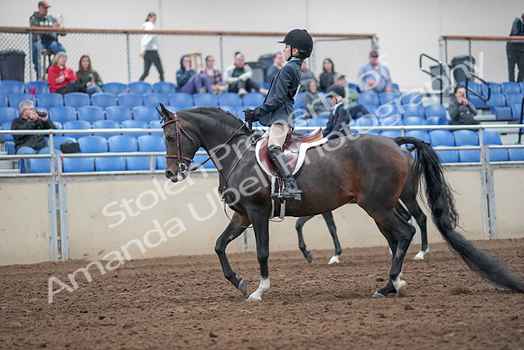 2019 Morgan Horse Show - Aug 31, 2019 - 19399