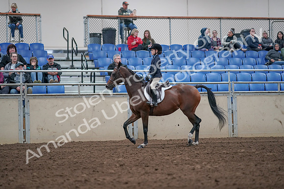 2019 Morgan Horse Show - Aug 31, 2019 - 19441